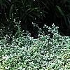 Helichrysum petiolare, habit