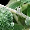 Helichrysum petiolare, leaves