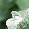 Helichrysum petiolare, leaves