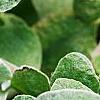Helichrysum petiolare, leaves