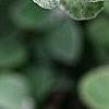 Helichrysum petiolare, leaves