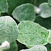 Helichrysum petiolare, leaves