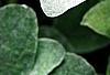 Helichrysum petiolare, leaves