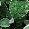 Helichrysum petiolare, leaves