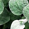 Helichrysum petiolare, leaves