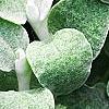 Helichrysum petiolare, leaves