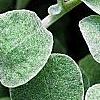 Helichrysum petiolare, leaves