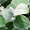 Helichrysum petiolare, leaves