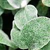 Helichrysum petiolare, leaves