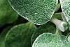 Helichrysum petiolare, leaves