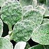 Helichrysum petiolare, leaves