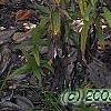 Helianthus verticillatus, habit