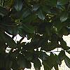 Helianthus verticillatus, habit