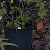 Helianthus verticillatus, habit