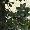 Helianthus verticillatus, habit