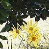 Helianthus verticillatus, habit