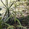 Helianthus verticillatus, habit