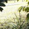 Helianthus verticillatus, habit