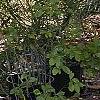 Helianthus verticillatus, habit