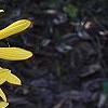 Helianthus verticillatus, flowers