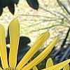 Helianthus verticillatus, flowers