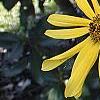 Helianthus verticillatus, flowers