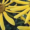 Helianthus verticillatus, flowers