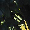 Helianthus verticillatus, flowers