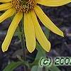 Helianthus verticillatus, flowers