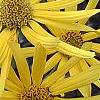 Helianthus verticillatus, flowers