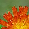 Pilosella aurantiaca, flowers