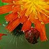Pilosella aurantiaca, flowers