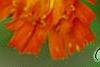 Pilosella aurantiaca, flowers