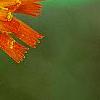 Pilosella aurantiaca, flowers