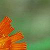 Pilosella aurantiaca, flowers