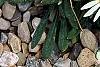 Hirpicium armerioides var. armerioides, habit
