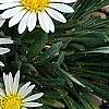 Hirpicium armerioides var. armerioides, habit
