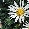 Hirpicium armerioides var. armerioides, habit