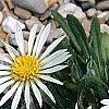Hirpicium armerioides var. armerioides, habit