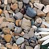 Hirpicium armerioides var. armerioides, habit