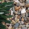 Hirpicium armerioides var. armerioides, habit
