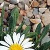 Hirpicium armerioides var. armerioides, habit