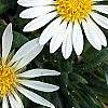 Hirpicium armerioides var. armerioides, flowers