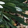 Hirpicium armerioides var. armerioides, flowers