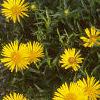Inula ensifolia 'Compacta', habit