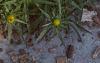 Inula ensifolia 'Compacta', habit