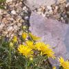Inula ensifolia 'Compacta', habit