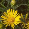 Inula ensifolia 'Compacta', flowers
