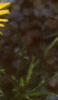 Inula ensifolia 'Compacta', flowers