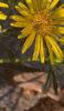 Inula ensifolia 'Compacta', flowers